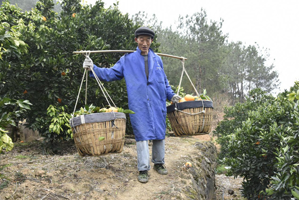 重慶火紅農(nóng)業(yè)科技有限公司的員工正在運送臍橙。王曉婧攝