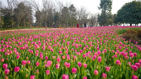 長(zhǎng)壽湖郁金香盛開。許林?jǐn)z