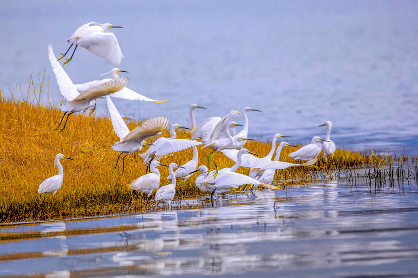 重慶巫山大昌湖國家濕地公園。