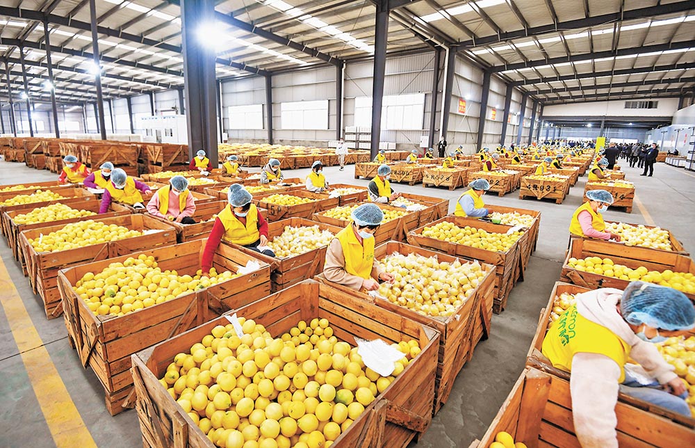 潼南區(qū)，檸檬加工企業(yè)生產(chǎn)線上，工人正在忙碌。記者 鄭宇 攝/視覺重慶