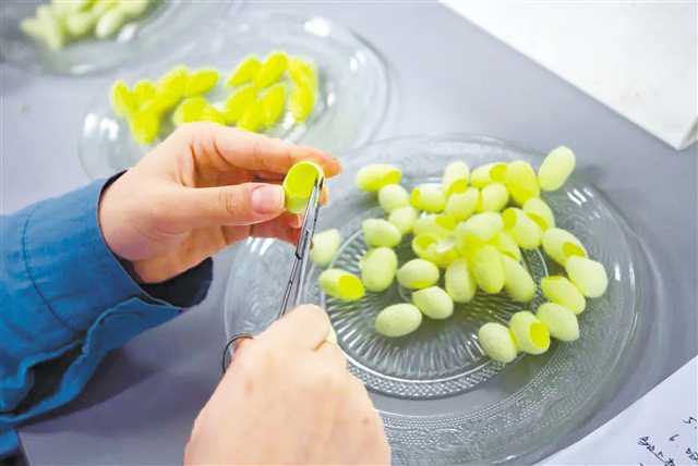 2月2日，西南大學家蠶基因組生物學國家重點實驗室，新結(jié)出的綠蠶。記者 鄭宇 攝/視覺重慶