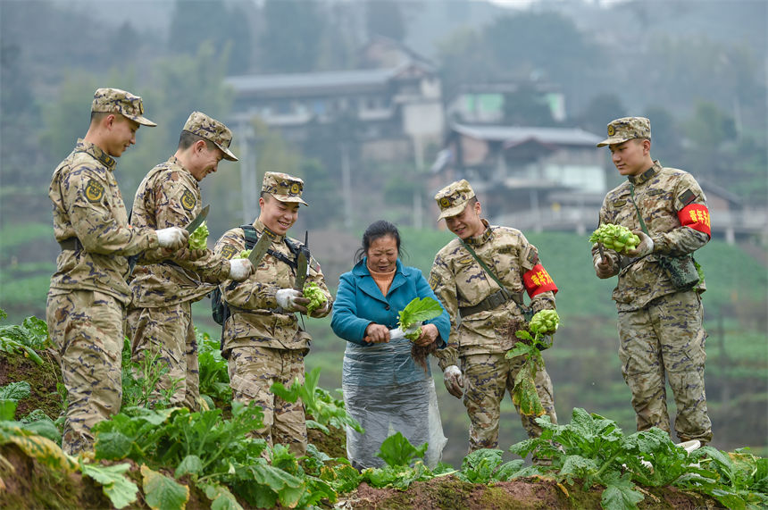 2月9日，武警重慶總隊執(zhí)勤第四支隊官兵幫助駐地群眾搶收青菜頭。唐志勇攝