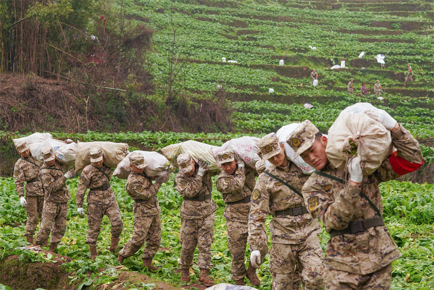 2月9日，在重慶涪陵區(qū)百勝鎮(zhèn)齊曲村，武警重慶總隊執(zhí)勤第四支隊官兵正在幫助村民搶收青菜頭。曹偉攝