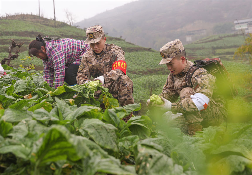 2月9日，在重慶涪陵區(qū)百勝鎮(zhèn)齊曲村，武警重慶總隊執(zhí)勤第四支隊官兵正在幫助村民搶收青菜頭。李易聰攝