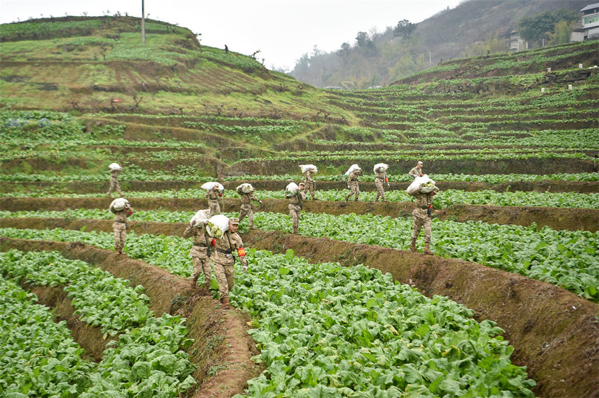 2月9日，在重慶涪陵區(qū)百勝鎮(zhèn)齊曲村，武警重慶總隊執(zhí)勤第四支隊官兵正在幫助村民搶收青菜頭。唐志勇攝 