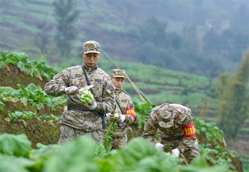 2月9日，在重慶涪陵區(qū)百勝鎮(zhèn)齊曲村，武警重慶總隊執(zhí)勤第四支隊官兵正在幫助村民搶收青菜頭。唐志勇攝