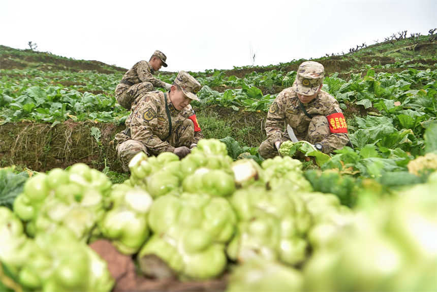 2月9日，在重慶涪陵區(qū)百勝鎮(zhèn)齊曲村，武警重慶總隊執(zhí)勤第四支隊官兵正在幫助村民搶收青菜頭。唐志勇攝