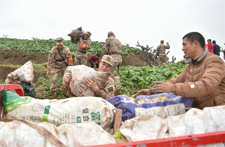 2月9日，在重慶涪陵區(qū)百勝鎮(zhèn)齊曲村，武警重慶總隊執(zhí)勤第四支隊官兵正在幫助村民搶收青菜頭。唐志勇攝