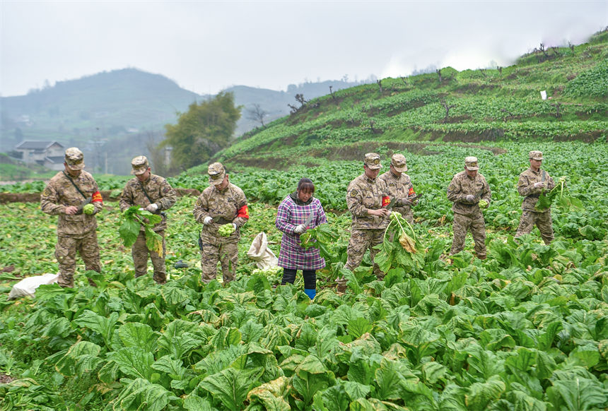 2月9日，在重慶涪陵區(qū)百勝鎮(zhèn)齊曲村，武警重慶總隊執(zhí)勤第四支隊官兵正在幫助村民搶收青菜頭。唐志勇攝