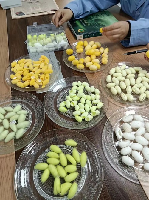 西南大學(xué)家蠶團(tuán)隊(duì)育出的彩繭。西南大學(xué)供圖