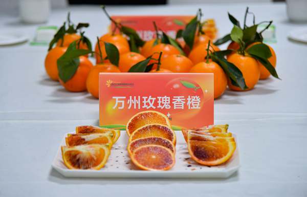 口感、品相俱佳的萬(wàn)州玫瑰香橙。付作橋攝