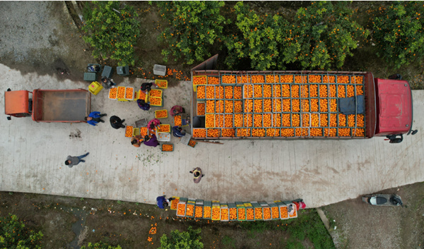 火紅“燈籠”掛林間，村民采摘忙不停。譚艷波攝