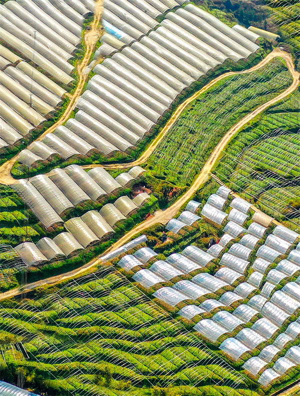 俯瞰黑山鎮(zhèn)南門村大棚獼猴桃、瓜果基地，綠意盎然生機(jī)勃勃。曹永龍攝