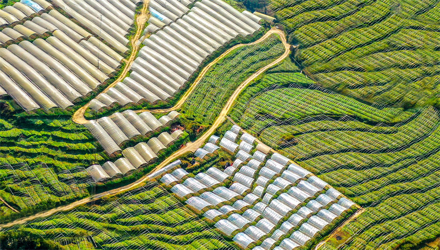 俯瞰重慶萬盛經(jīng)開區(qū)黑山鎮(zhèn)南門村大棚獼猴桃、瓜果基地。曹永龍攝