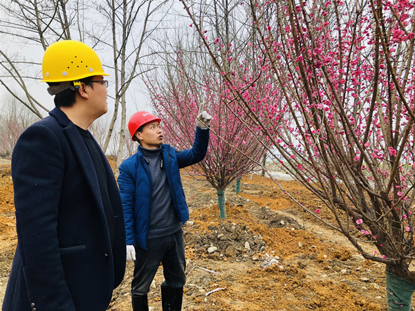 相關(guān)負(fù)責(zé)人正在檢查喬木種植情況。楊帆攝