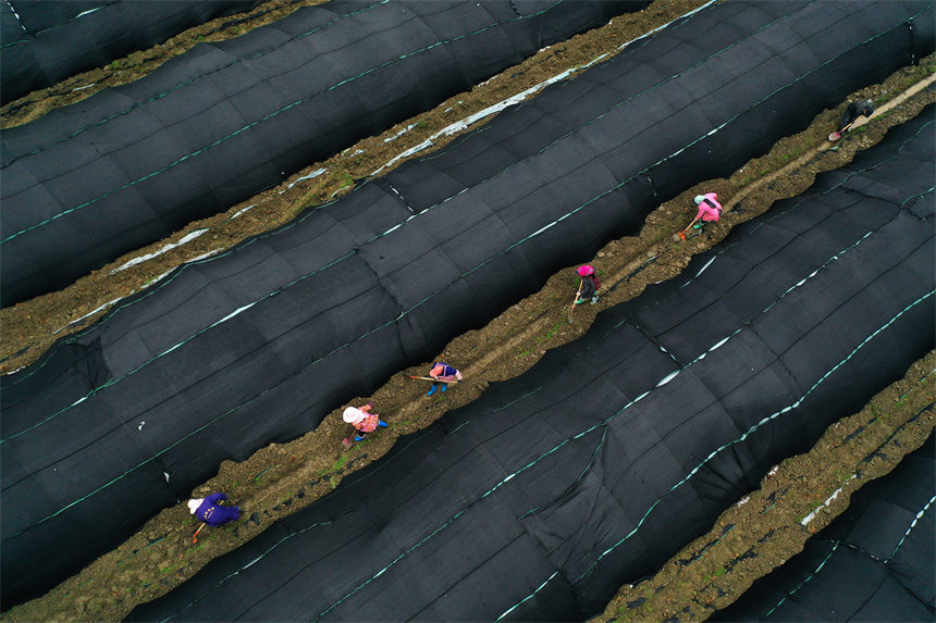 重慶市黔江區(qū)馬喇鎮(zhèn)杉樹村村民在羊肚菌種植基地疏浚水溝。楊敏攝