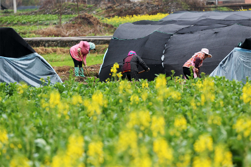 重慶市黔江區(qū)馬喇鎮(zhèn)杉樹村村民在羊肚菌種植基地整理大棚。 楊敏攝