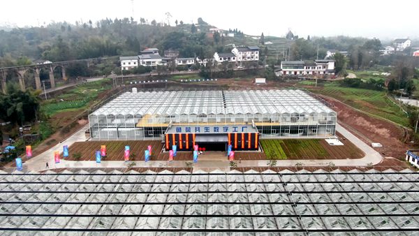 魚菜共生安數(shù)字工廠。熊偉攝