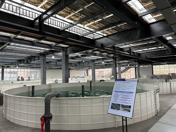 養(yǎng)殖池內(nèi)魚兒游弋。黃亞輝攝