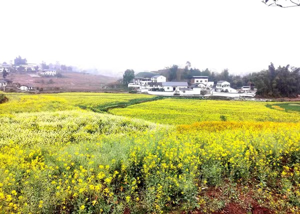 秀麗鄉(xiāng)村美如畫 多彩油菜花似海。徐雯瑄攝