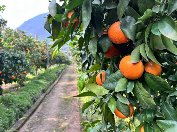 果園里一顆顆金黃色的沃柑掛滿枝頭。蔣海濤攝