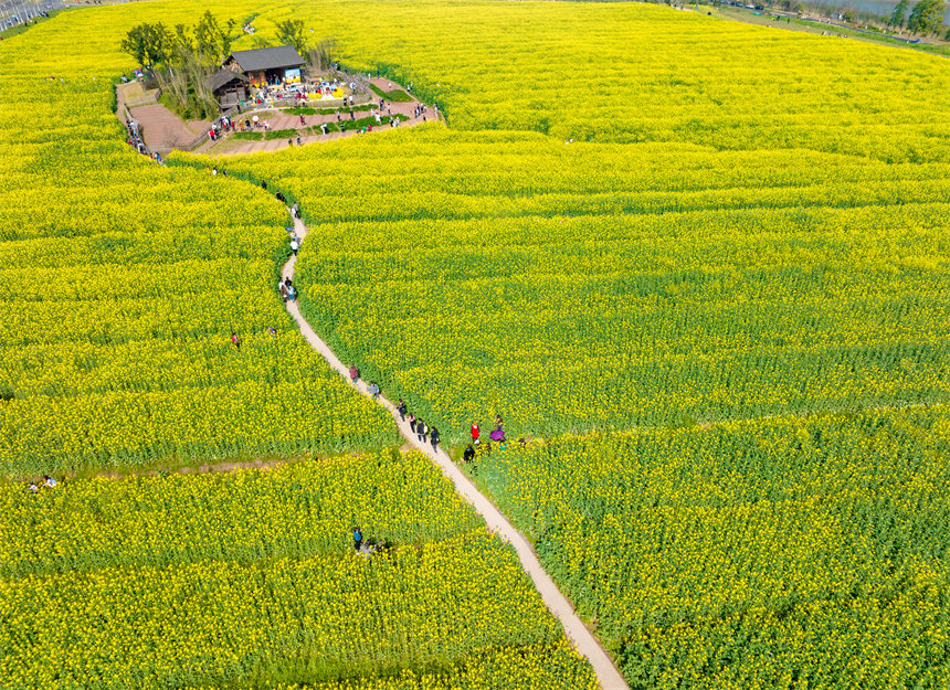 廣陽(yáng)島大片的油菜花地是市民周末休閑游玩好地方。郭旭攝