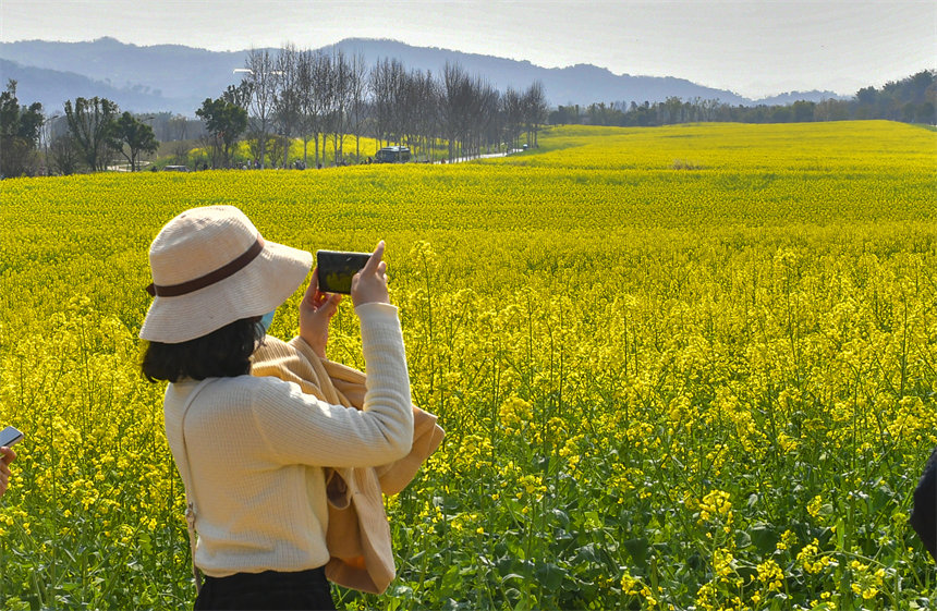 市民在油菜花中拍照打卡。崔景印攝