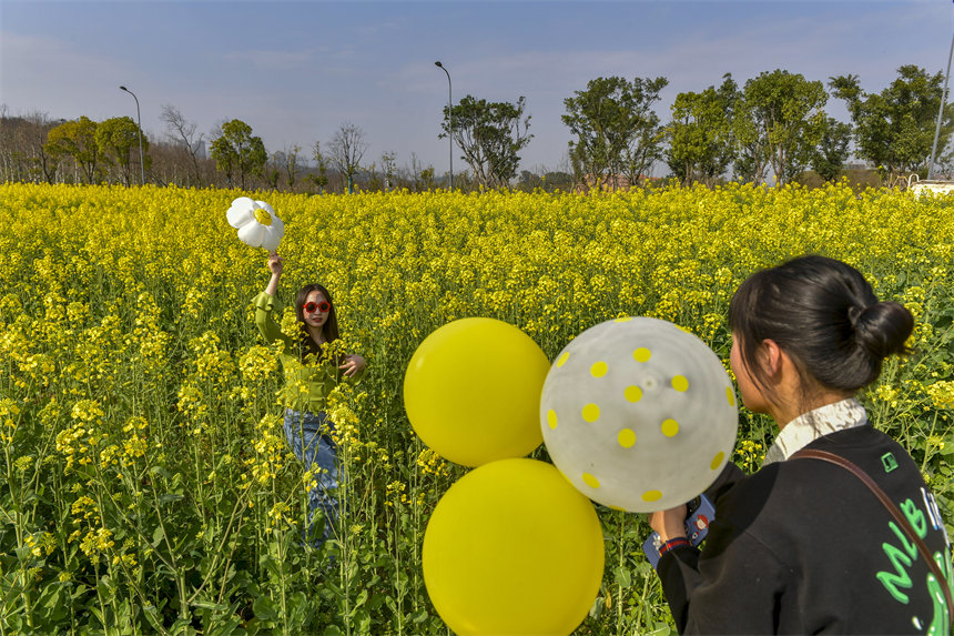 市民在油菜花中拍照打卡。崔景印攝