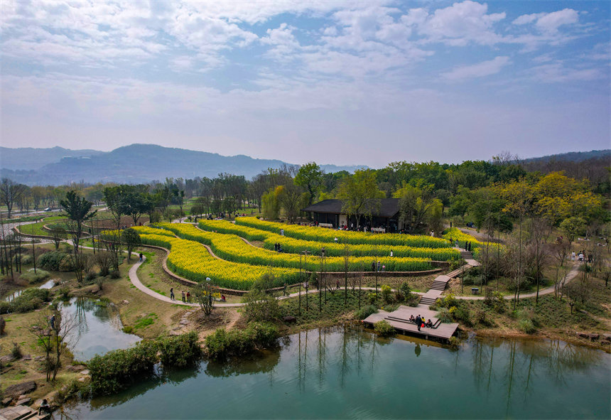 油菜花梯田組成春的五線譜。崔景印攝