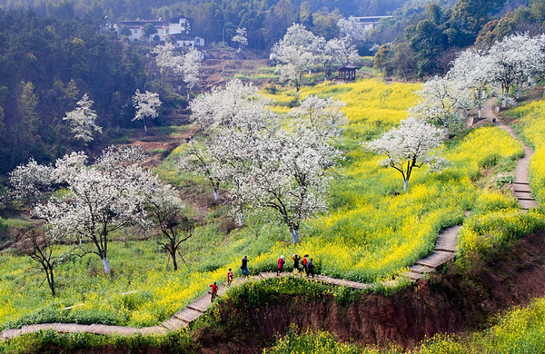 百年梨園。重慶高新區(qū)公共服務(wù)局供圖