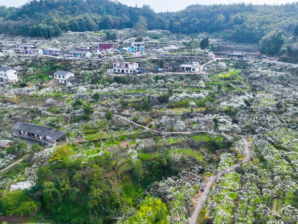 大足李花?；顒臃焦﹫D