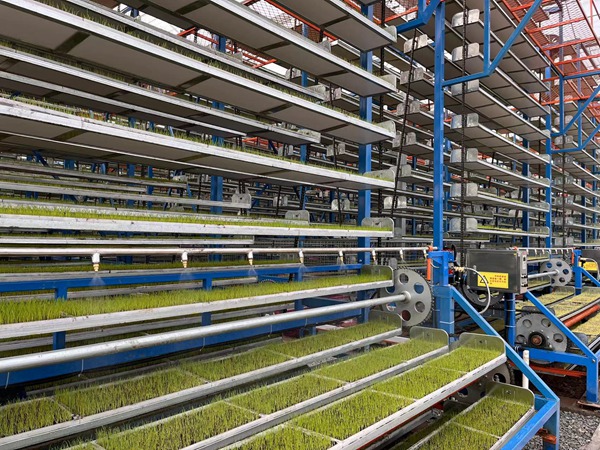 智能化育苗。重慶市農(nóng)業(yè)農(nóng)村委供圖