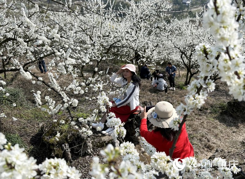 市民在李花林中游玩。人民網(wǎng) 劉政寧攝