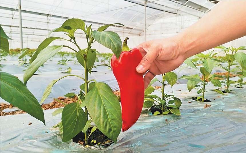 3月10日，在AI智能蔬果生產(chǎn)大棚里，工作人員向大家展示尖紅椒。記者 趙偉平 實(shí)習(xí)生 李金倩 攝/視覺重慶