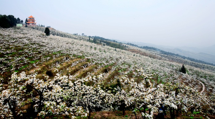 往年放牛坪梨花盛開場景。茨竹鎮(zhèn)供圖