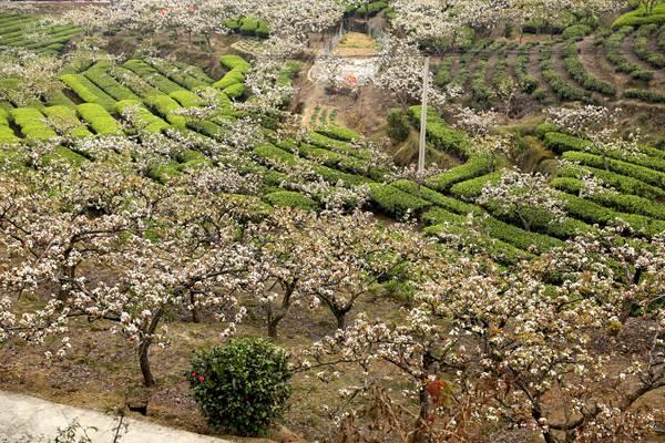 梨花映茶美景。璧山區(qū)委宣傳部供圖