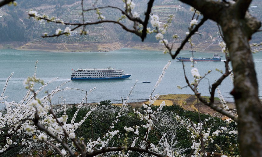 長江豪華游輪行駛在重慶市巫山縣曲尺鄉(xiāng)境內(nèi)。盧先慶攝