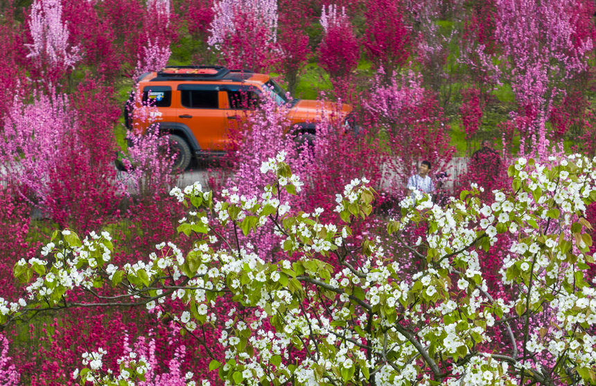游客在花海中游玩。汪新攝