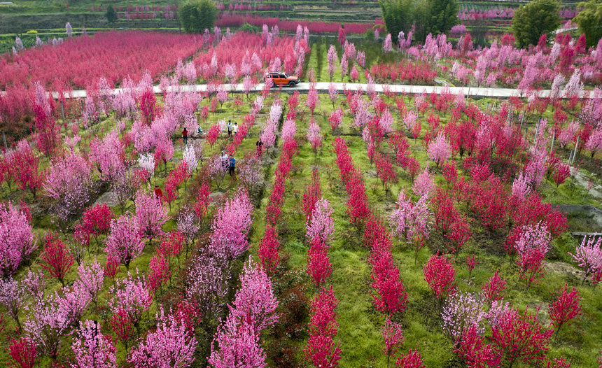 游客在花海中游玩。汪新攝