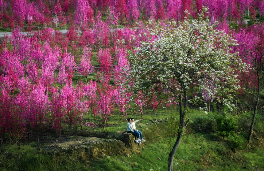 游客在花海中游玩。汪新攝