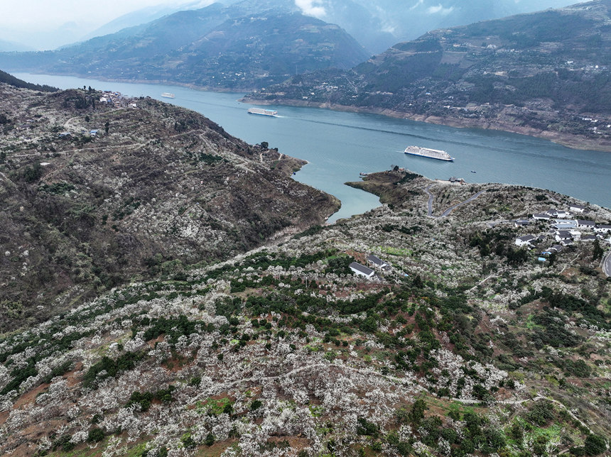 重慶巫山縣曲尺鄉(xiāng)長江兩岸雪白的李花。王正坤攝