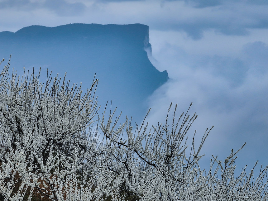 雪白的李花與云霧中的瞿塘峽相映成景。王正坤攝