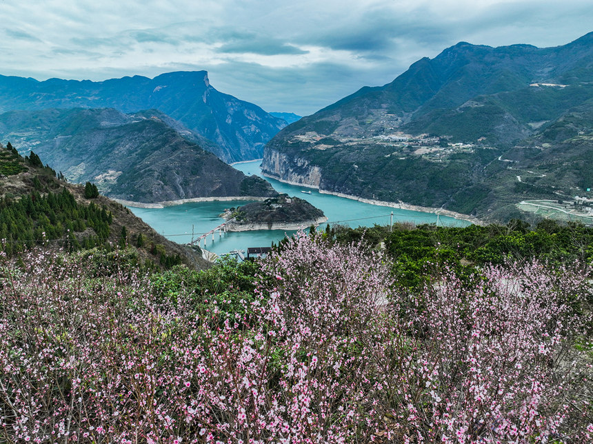 桃花裝扮下的瞿塘峽。王正坤攝