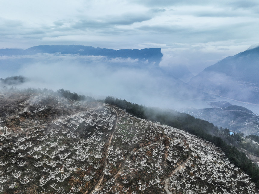 李花裝扮下的瞿塘峽。王正坤攝