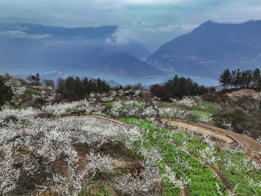 李花裝扮下的瞿塘峽。王正坤攝