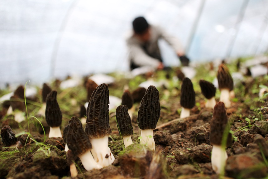 村民在羊肚菌種植基地勞作。楊敏攝