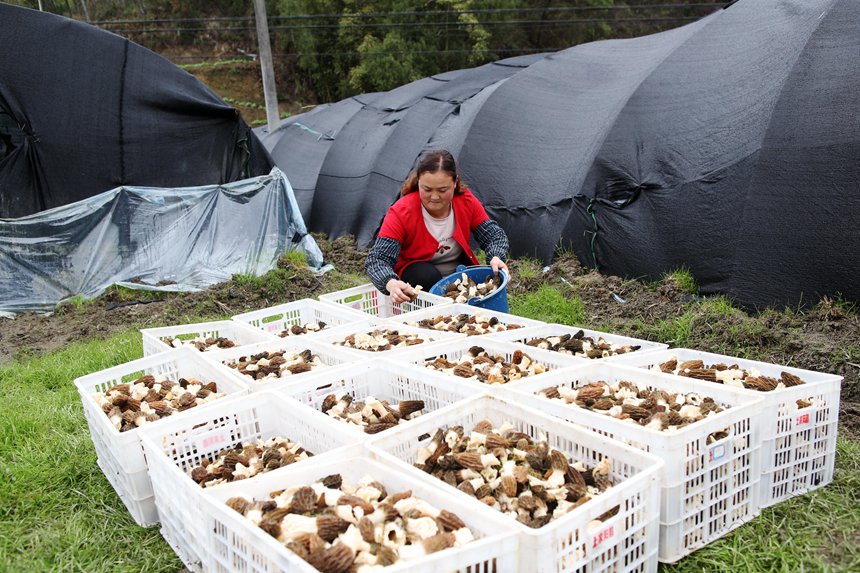 村民將采收的羊肚菌裝箱。楊敏攝
