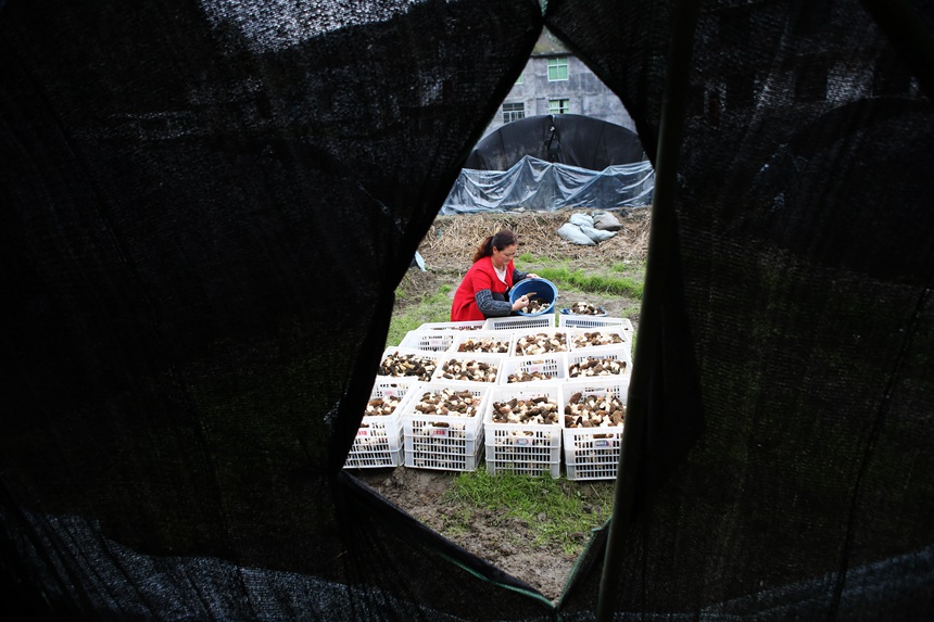 村民將采收的羊肚菌裝箱。楊敏攝