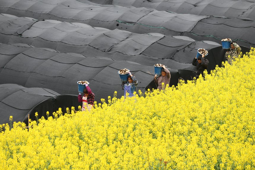 村民在搬運(yùn)羊肚菌。楊敏攝