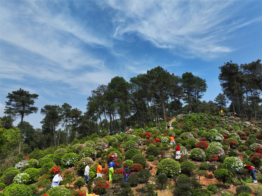南岸區(qū)放牛村杜鵑花盛開，吸引不少市民前來賞花踏春。郭旭攝